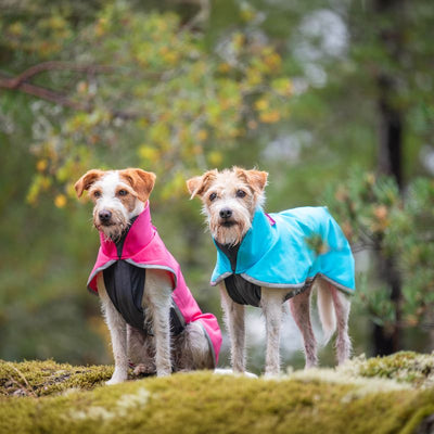 Entdecke die Neuheiten von Pomppa – Perfekt für Outdoor-Abenteuer mit deinem Hund!